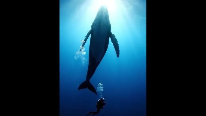 26uuu电影 - 深蓝星球：探索海洋深处的未知世界